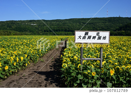 大曲湖畔園地ヒマワリ畑 大曲湖畔園地ヒマワリ畑 107812789