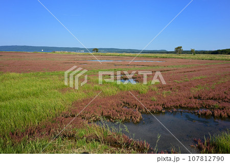 能取湖サンゴ草群落 107812790