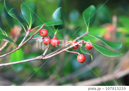 木斛(モッコク)の赤い実 木斛(モッコク)の赤い実 107813220