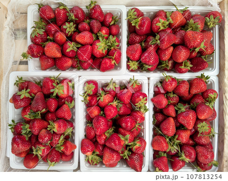 fresh strawberries in opened white plastic containers at outdoors market, high angle view fresh strawberries in opened white plastic containers at outdoors market, high angle view 107813254