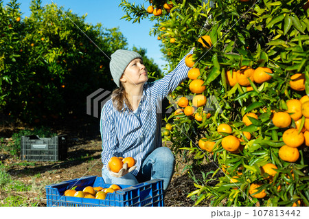 Skilled female gardener gathering crop of ripe tangerines fruits in orchard 107813442