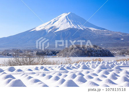 冬 雪のラベンダー畑と富士山の風景 河口湖大石公園 冬 雪のラベンダー畑と富士山の風景 河口湖大石公園 107813518