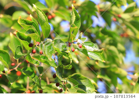 小さな赤い実をつけた榎木（エノキ） 107813564