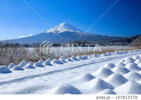 冬 雪のラベンダー畑と富士山の風景 河口湖大石公園 冬 雪のラベンダー畑と富士山の風景 河口湖大石公園 107813578
