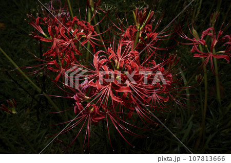 黒背景の曼珠沙華 紅 黒背景の曼珠沙華 紅 107813666