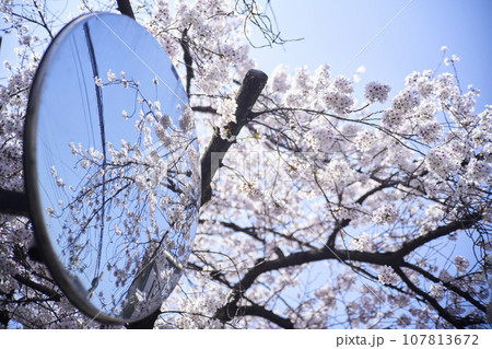 カーブミラー越しの桜　オールドレンズ 107813672