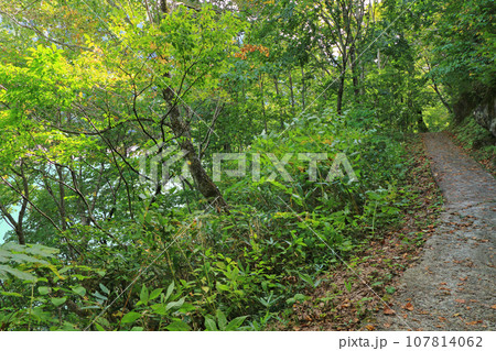 黒部湖畔遊歩道 黒部湖畔遊歩道 107814062