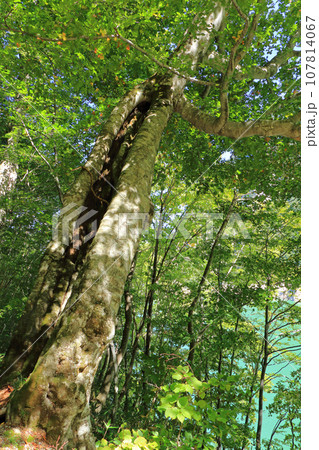 黒部湖畔遊歩道　ブナの大木 107814067