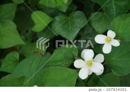 ドクダミ 107814101