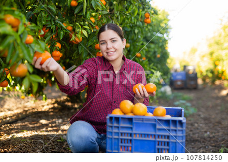 Hardworking farmer girl plucks ripe tangerines Hardworking farmer girl plucks ripe tangerines 107814250
