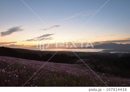 早朝の白木峰高原 107814438