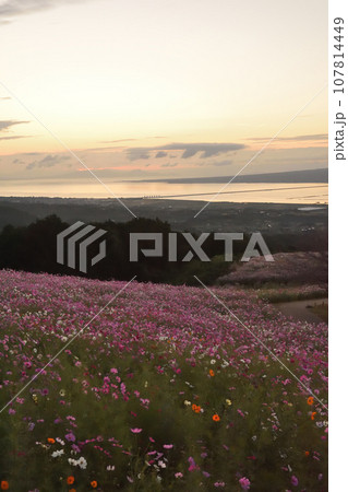 早朝の白木峰高原 107814449