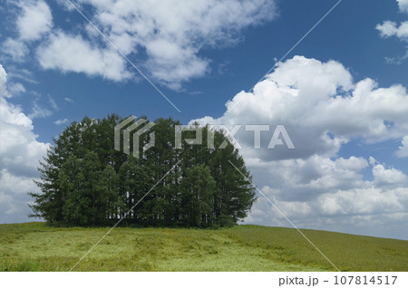 北海道 美瑛の「マイルドセブンの丘」 107814517
