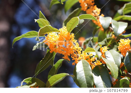 キンモクセイ 107814799