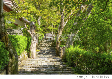 寂光院 山門 石段の参道(京都府京都市左京区大原) 寂光院 山門 石段の参道(京都府京都市左京区大原) 107816155