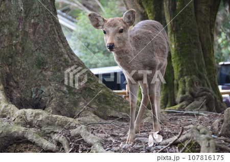 奈良のシカ(奈良公園/奈良県奈良市) 奈良のシカ(奈良公園/奈良県奈良市) 107816175