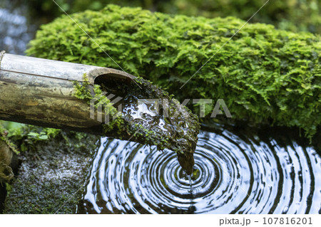 寂光院の苔庭にある蹲 筧からこぼれ落ちる水がつくばいの水面をたたく 寂光院の苔庭にある蹲 筧からこぼれ落ちる水がつくばいの水面をたたく 107816201