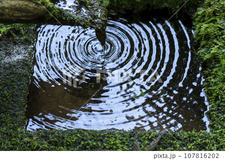 寂光院の苔庭にある蹲 筧からこぼれ落ちる水がつくばいの水面をたたく 寂光院の苔庭にある蹲 筧からこぼれ落ちる水がつくばいの水面をたたく 107816202