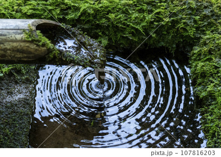 寂光院の苔庭にある蹲 筧からこぼれ落ちる水がつくばいの水面をたたく 寂光院の苔庭にある蹲 筧からこぼれ落ちる水がつくばいの水面をたたく 107816203
