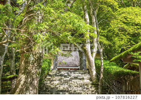 寂光院 山門 石段の参道(京都府京都市左京区大原) 寂光院 山門 石段の参道(京都府京都市左京区大原) 107816227