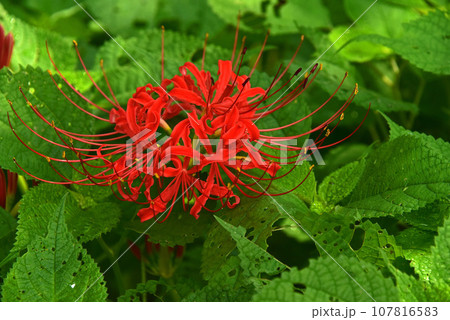 緑の中の彼岸花 107816583
