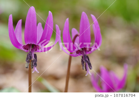 カタクリ 107816704