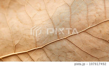 Close up texture leaf structure macro photography, abstract texture, Generative AI illustration 107817492