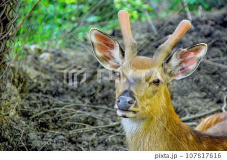 Sika deer also known as the spotted deer or the Japanese deer looking at the camera, copy space. Russian Far  East, Primorsky krai 107817616