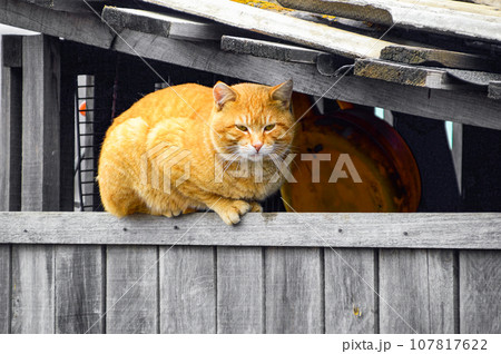 Street fat red cat lying on the fence Street fat red cat lying on the fence 107817622