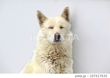 Senior dog with torn ear having a nap Senior dog with torn ear having a nap 107817630