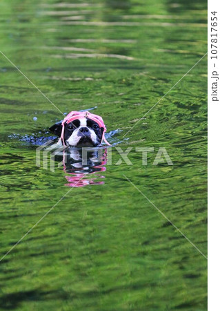 ピンクのゴーグルを付けて泳ぎながら可愛く見つめるボストンテリアのマイティ君♡ 107817654