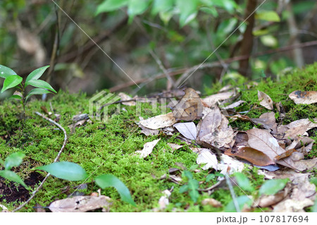 秋のクロコノマチョウ(黒木間蝶) 秋のクロコノマチョウ(黒木間蝶) 107817694