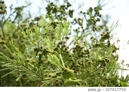 杉の球果（雌花） 107817759