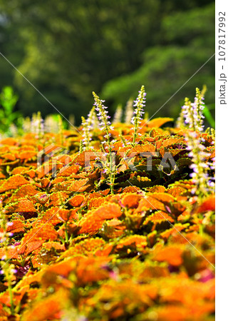 《愛知県》名古屋市名城公園の色とりどりの鮮やかな色のコリウス 107817992