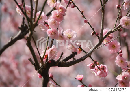 梅の花 見驚④ 梅の花 見驚④ 107818273