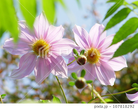ピンク色のダリアの花が咲いています　花(11月)コウテイダリア(皇帝ダリア)25H4.3 107818292
