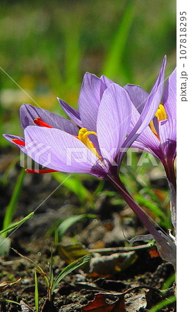 可憐なサフランの花 花(11月)サフラン04V9.16 可憐なサフランの花 花(11月)サフラン04V9.16 107818295