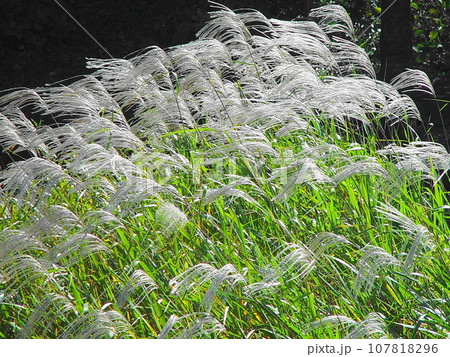 秋風に揺れ、流れ輝くススキの群れ 花(11月)ススキ(薄)03H4.3 秋風に揺れ、流れ輝くススキの群れ 花(11月)ススキ(薄)03H4.3 107818296