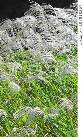 秋風に揺れ、流れ輝くススキの群れ　花(11月)ススキ(薄)03V9.16 107818297