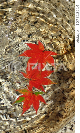 波紋がきれい、手水鉢の水に浮かぶ真っ赤なモミジの葉の紅葉　花(11月)紅葉モミジ02V9.16 107818314
