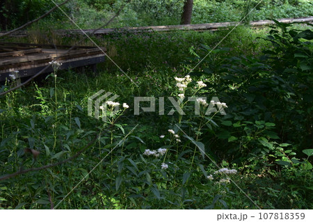 野川の自然観察園に咲いていた白い花 107818359