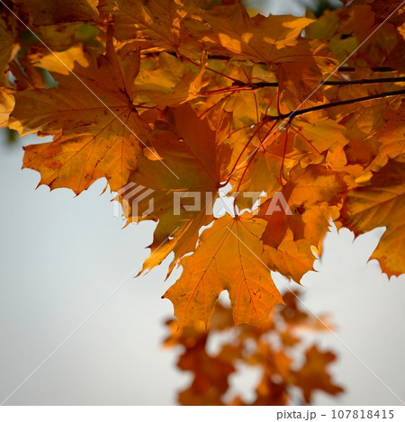 Beautiful colourful autumn leaves. Seasonal natural background. Fall time. Beautiful colourful autumn leaves. Seasonal natural background. Fall time. 107818415