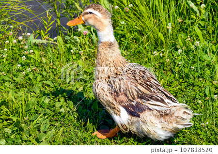 Mallard female (anas platyrhynchos) duck on the ground near pond on a summer day. Close-up Mallard female (anas platyrhynchos) duck on the ground near pond on a summer day. Close-up 107818520
