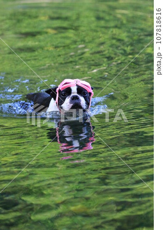 ゴーグルを付けて泳ぎながら可愛く見つめるボストンテリアのマイティ君♡ ゴーグルを付けて泳ぎながら可愛く見つめるボストンテリアのマイティ君♡ 107818616