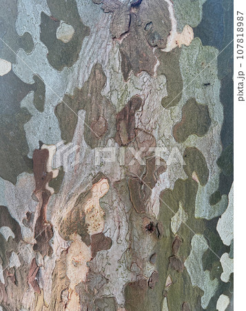 樹皮　幹　プラタナス 107818987