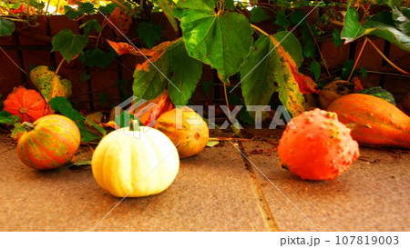 ハロウィンのカボチャ 107819003