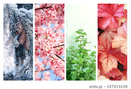 Four seasons of year. Set of vertical nature banners with winter, spring, summer and autumn scenes. Nature collage with seasonal scenics Four seasons of year. Set of vertical nature banners with winter, spring, summer and autumn scenes. Nature collage with seasonal scenics 107819206