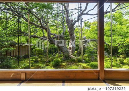 宝泉院　盤桓園　額縁の庭園（京都市左京区大原） 107819223