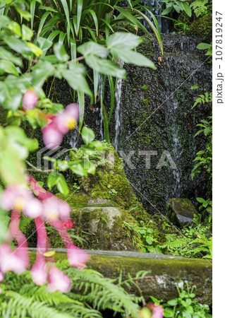 宝泉院　シュウカイドウの花と池の滝（京都市左京区大原） 107819247