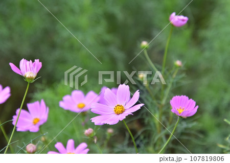 秋の花コスモスのピンク色のコスモスが咲いています 秋の花コスモスのピンク色のコスモスが咲いています 107819806